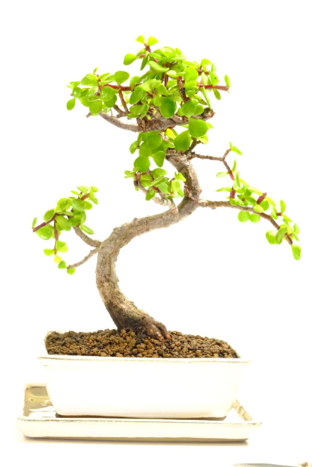 Captivating Portulacaria Afra Bonsai with Exquisite Design
