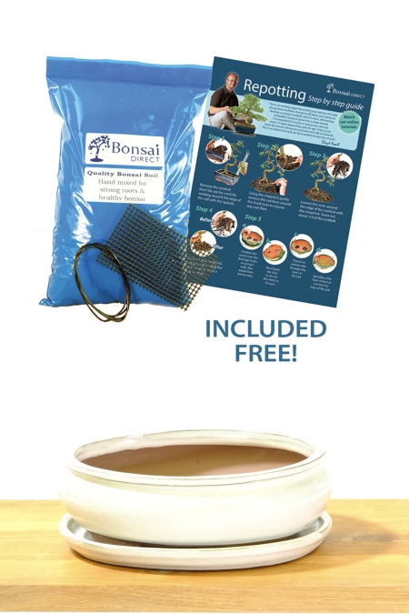 Ceramic oval bonsai pot for sale with cream glaze - 8 inch pot