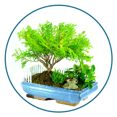 Bonsai gardens for sale with trees & ornaments