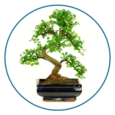 Types of bonsai tree - bonsai species discussed