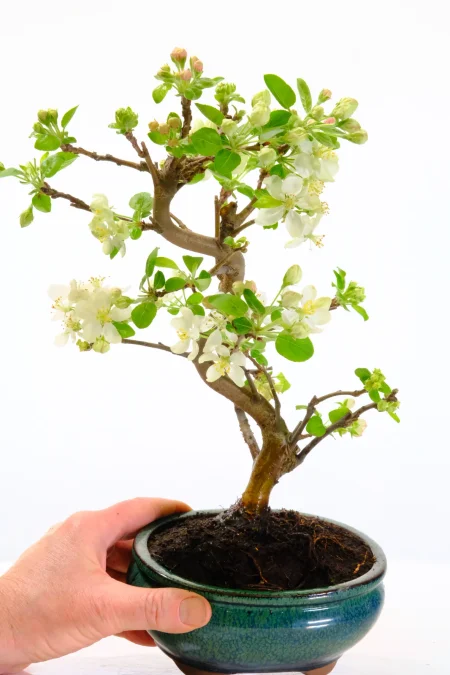 Sensational Spring Blossom Crab-Apple Bonsai with Hot Pink Flower Buds