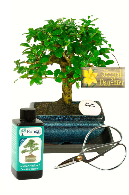 perfect bonsai gift set for your daughter with flowering indoor bonsai tree