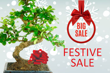 Festive Bonsai tree Sale