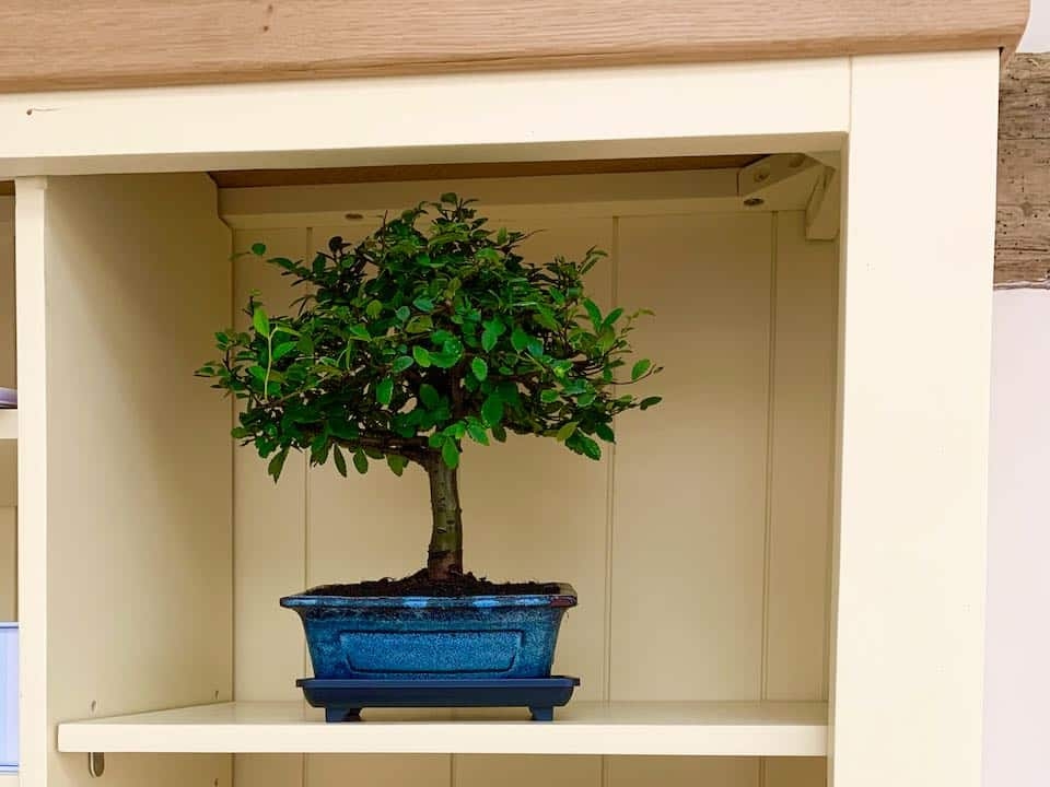 A very pretty indoor bonsai - ideal for a shelf of windowsill