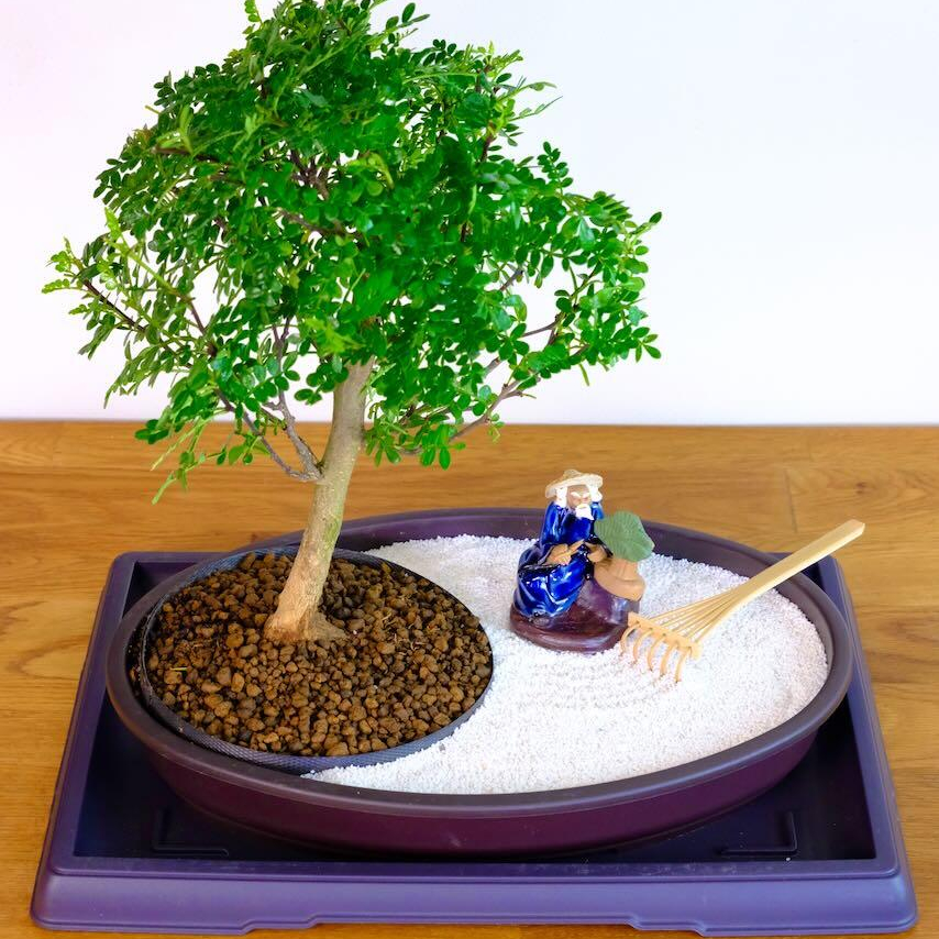 Beginners indoor bonsai tree zen garden for sale