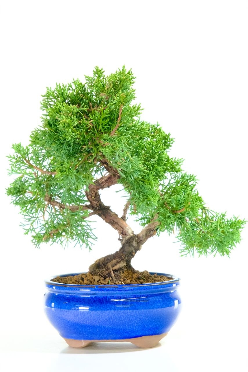 Sensational Chinese juniper bonsai for sale in striking blue bonsai pot