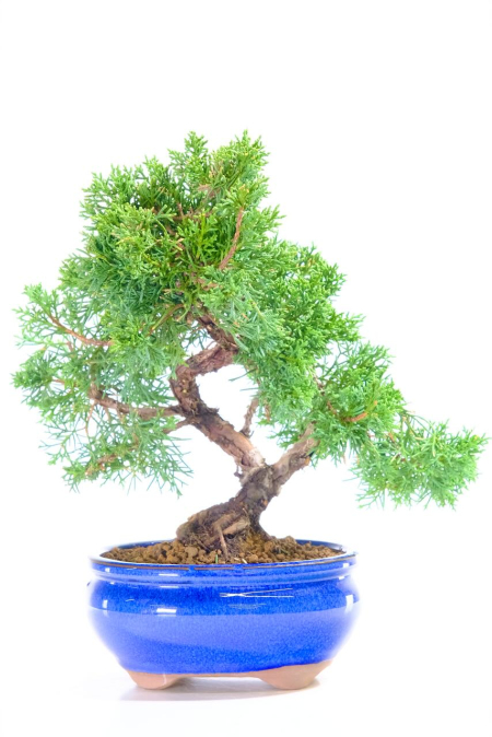 The styling of this compact Chinese juniper evergreen bonsai is awesome