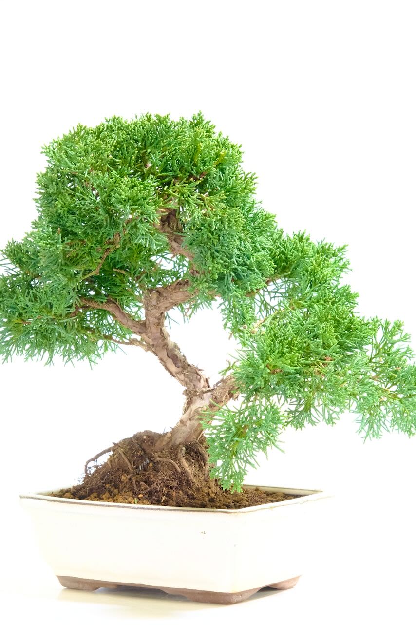 Soft mature foliage of the Chinese Juniper Bonsai tree