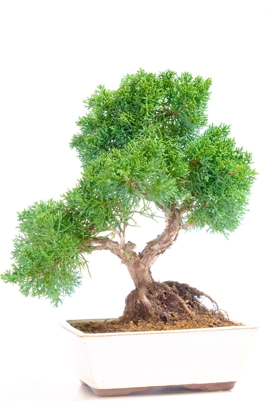 Free flowing and graceful Chinese juniper bonsai favourite