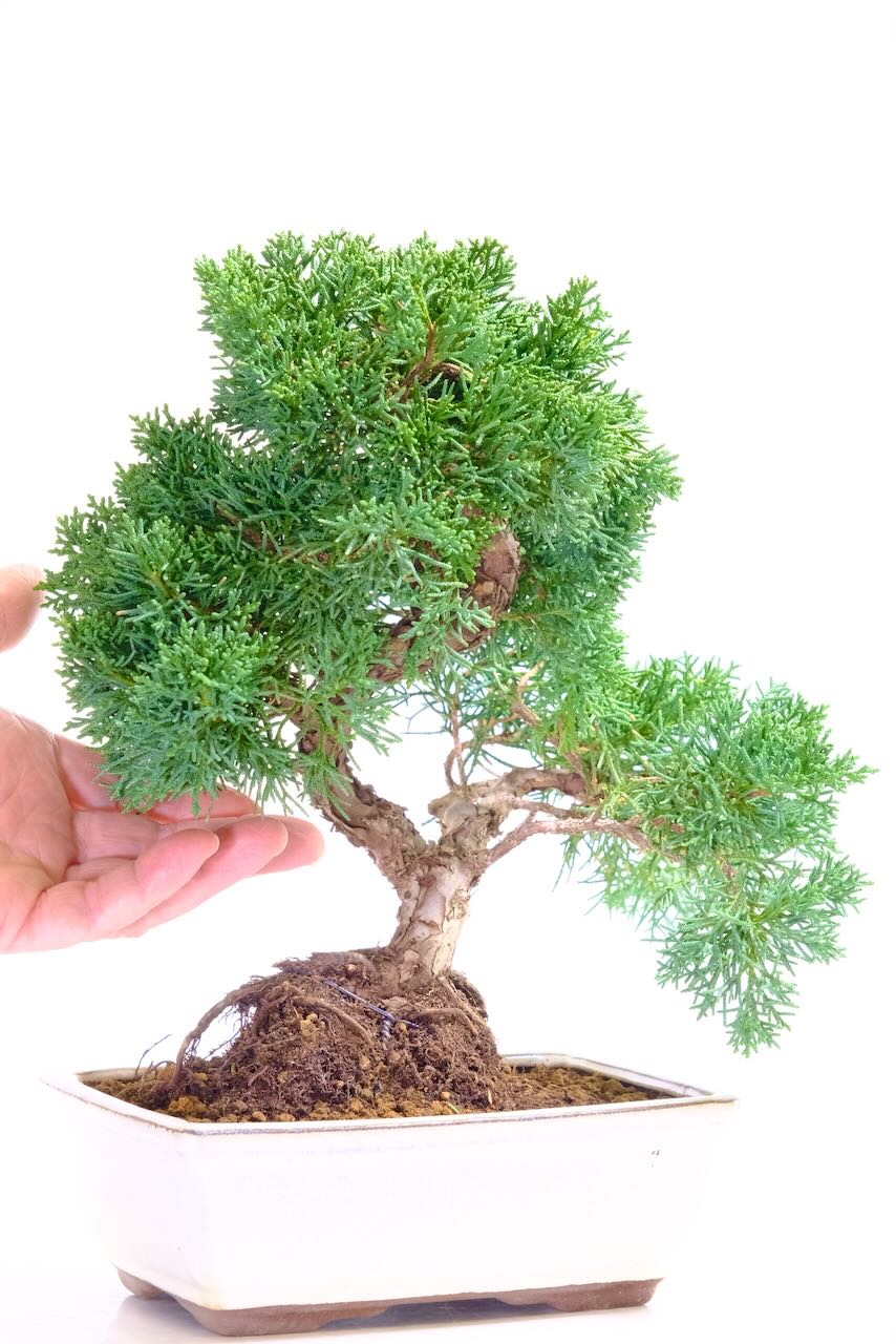 Evergreen Chinese Juniper bonsai for sale in cream ceramic bonsai pot