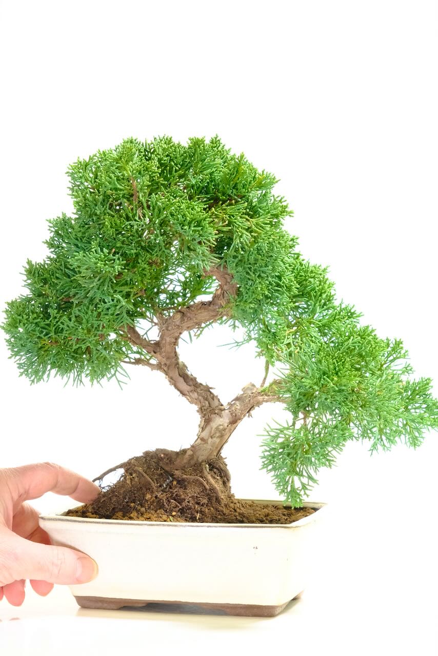This beautifully styled Chinese Juniper bonsai showcases a natural twist in the trunk, soft blue-green evergreen foliage