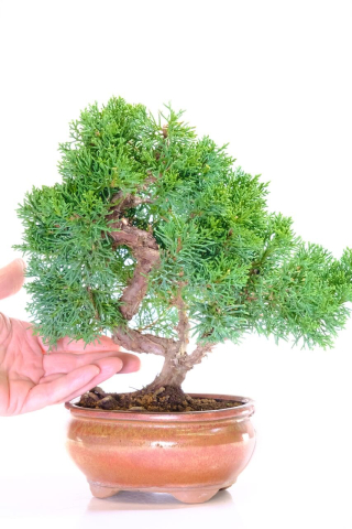 Fruiting Shohin Bonsai Tree | Chinese Juniper (Juniperus chinensis) with incredible artistic design