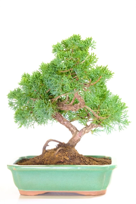 Magnificent Miniature Juniperus Chinensis Evergreen Bonsai Tree