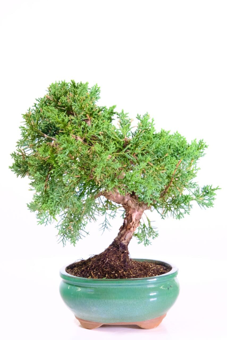 Chinese Juniper Bonsai Tree | Juniperus chinensis Evergreen Bonsai Classic - 15 years