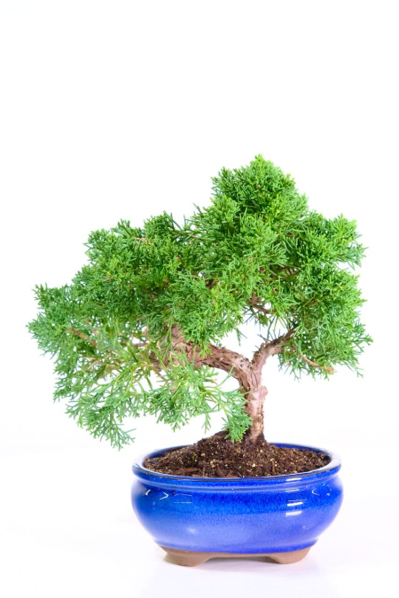 Fruiting Shoin Juniperus Chinensis (Chinese Juniper) Bonsai with Immense Character