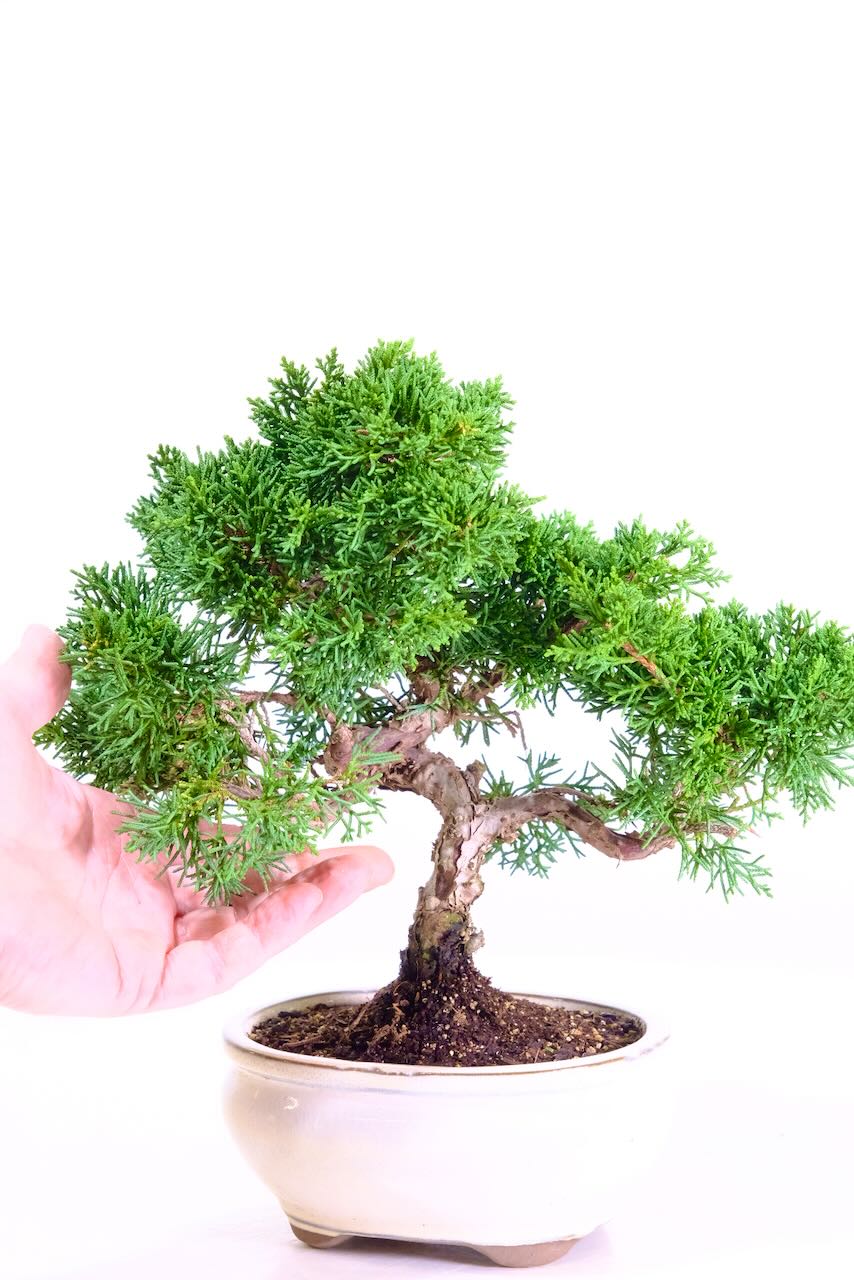 Hand shot shows the scale of this beautiful Chinese juniper bonsai tree