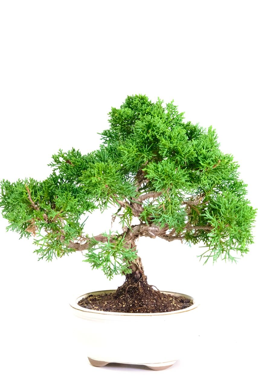 Twisty Chinese Juniper Bonsai Tree – Hand-Grown Character in a Beautiful Ivory Pot