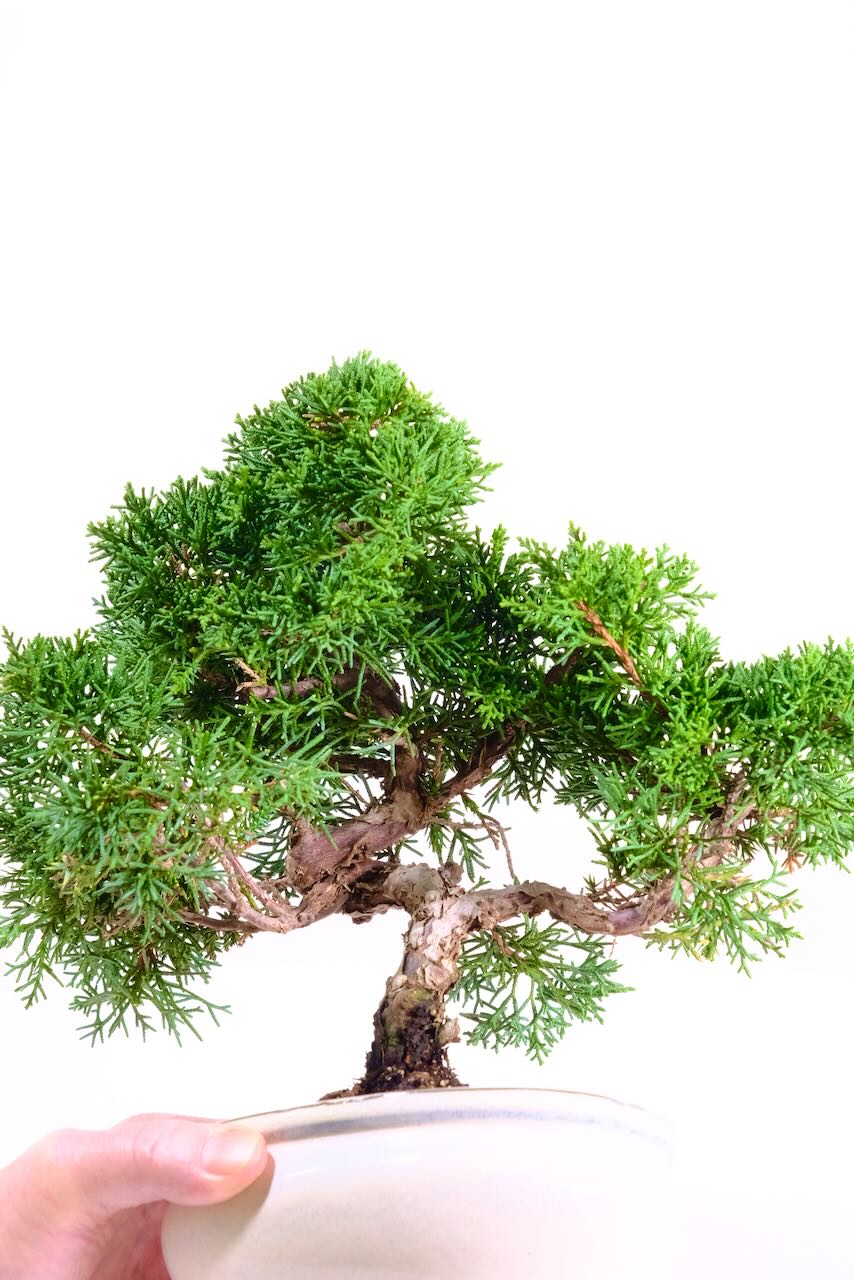 Twisty Chinese Juniper Bonsai Tree – Hand-Grown Character in a Beautiful Ivory Pot