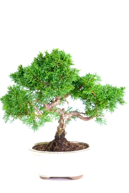 Elegant, Twisty Chinese Juniper Bonsai Tree | Juniperus chinensis Evergreen Bonsai Classic