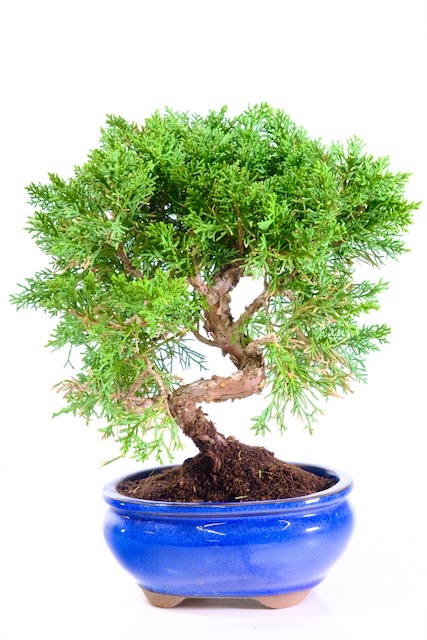Hardy Chinese Juniper Bonsai for sale