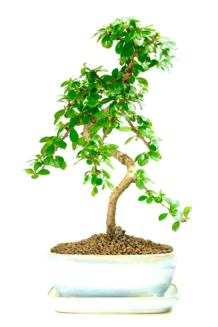 Beautifully Artistic Flowering Fukien Tea Indoor Bonsai with Phenomenal Trunk & Nebari