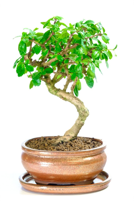 Twisty Dwarf Fukien Tea Tree Bonsai - Delicate White Blooms & Neat Habit