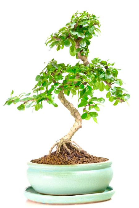 Flowering Fukien Tea Tree Flowering Indoor Bonsai | Beautifully Elegant