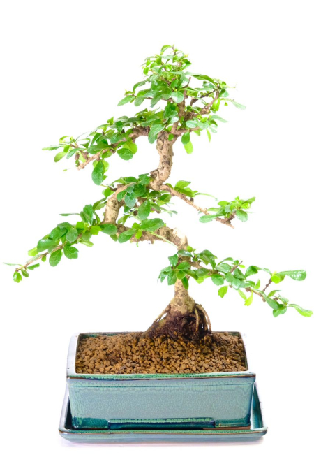 Tall and elegant Fukien Tea Tree bonsai for sale
