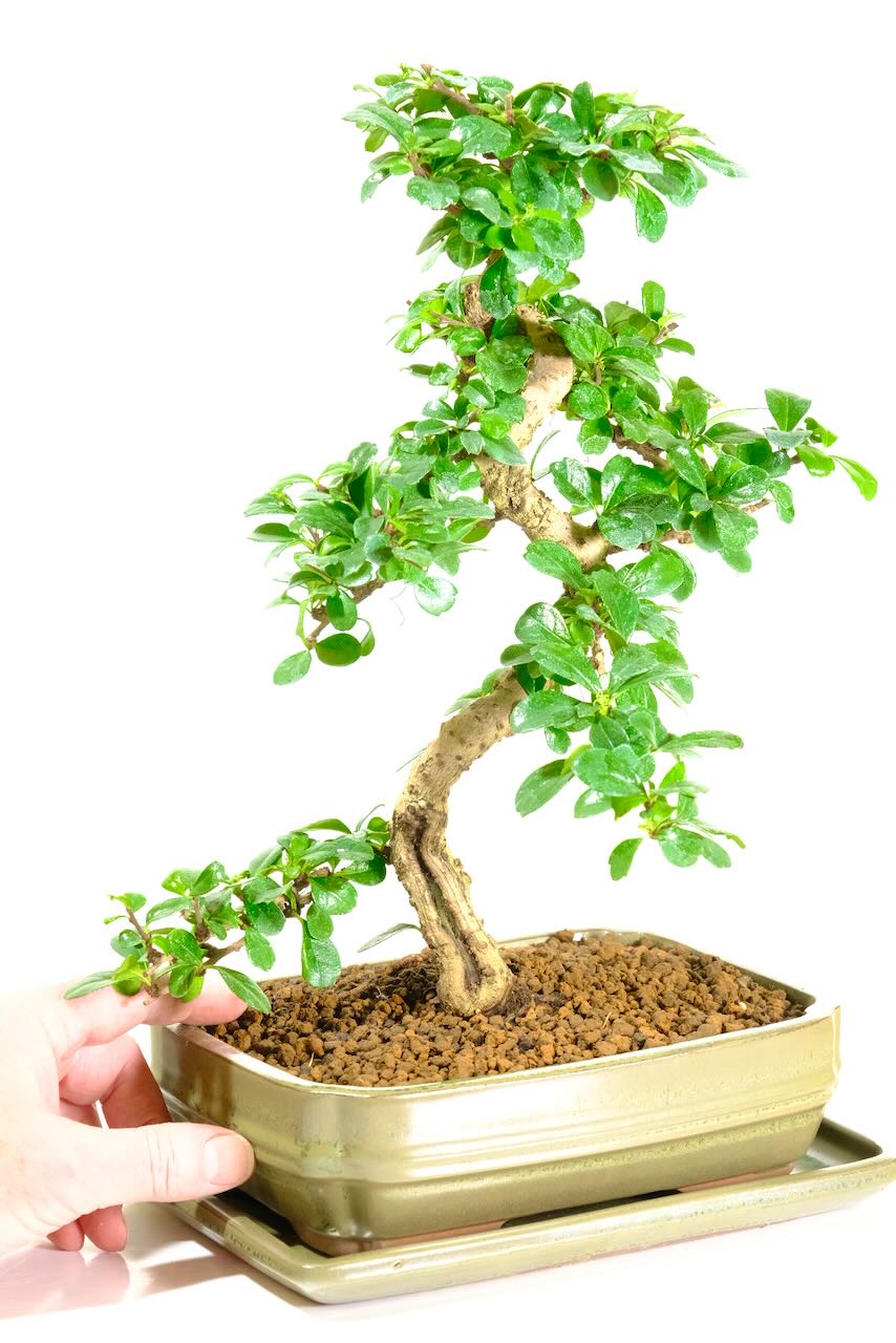Stunning Carmona Indoor Bonsai: Incredible Features and Floral Beauty | Beautiful Styling