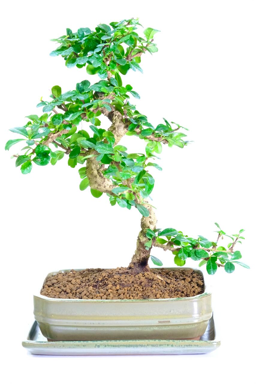 High quality Fukien tea bonsai for sale in silvery-green pot