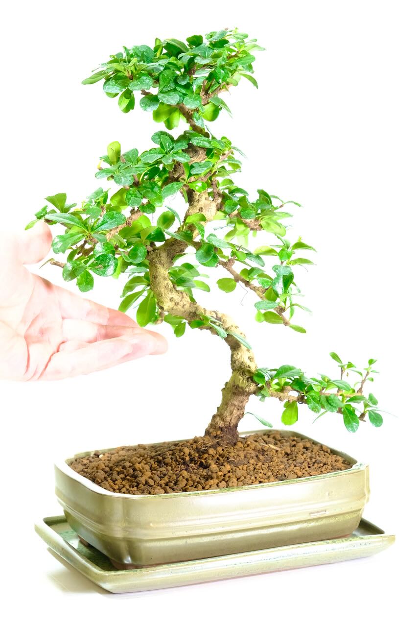 beautiful 15-year-old Fukien Tea bonsai is an exceptionally refined specimen