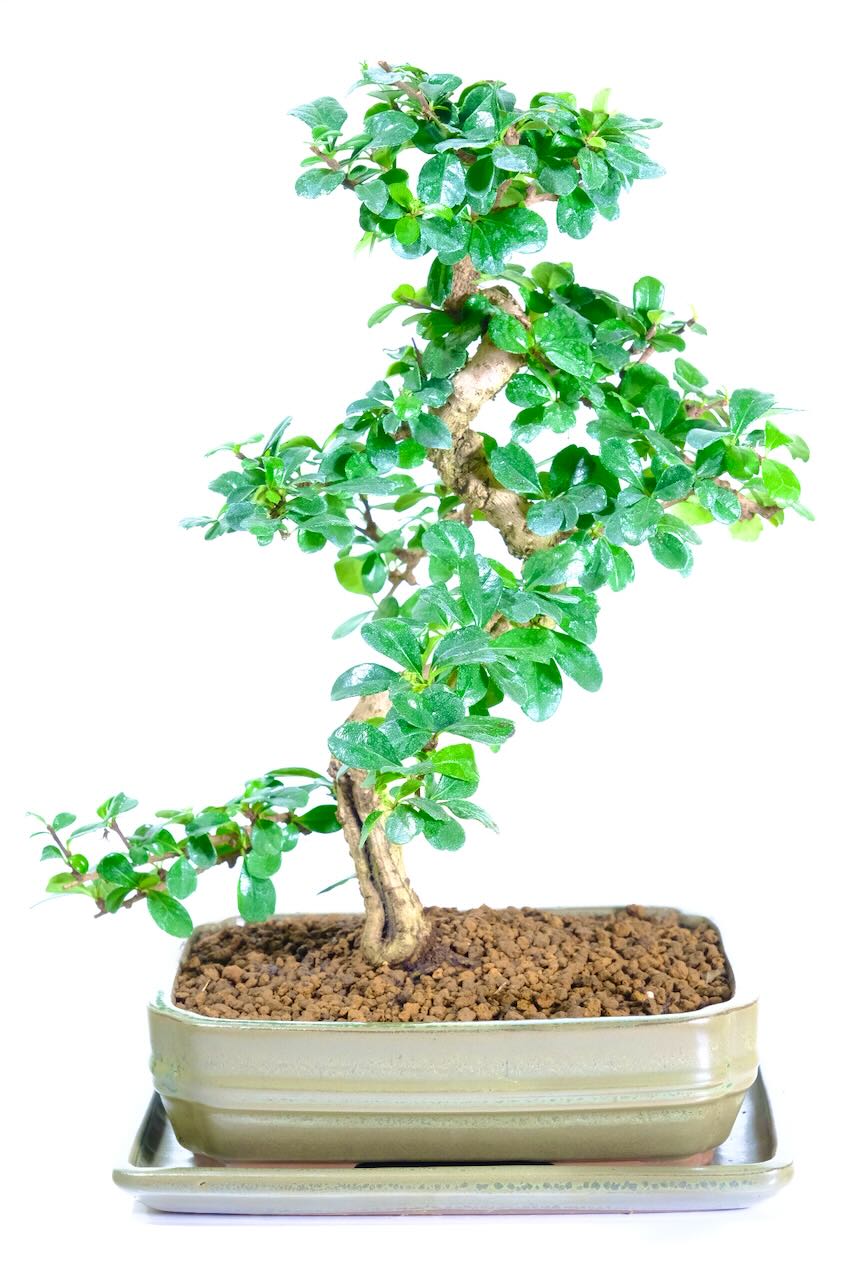 Carmona Indoor Bonsai Tree – A Unique Fukien Tea Flowering Bonsai