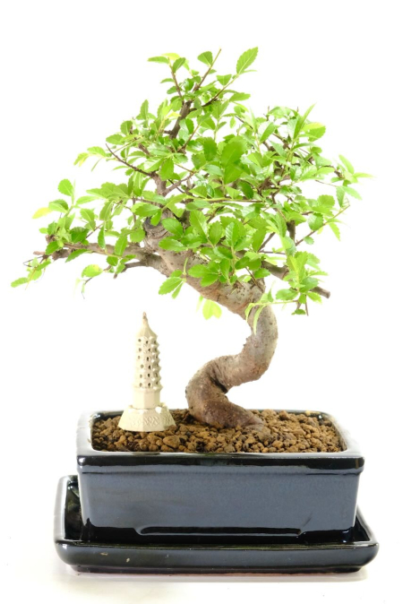 Compact and interestingly shaped Chinese Elm Bonsai tree for sale | Perfect indoor bonsai - Keep outside with winter protection