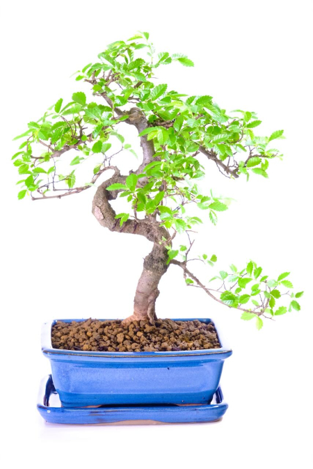 Picturesque Beginners Chinese Elm Indoor Bonsai featuring Elegant Curves
