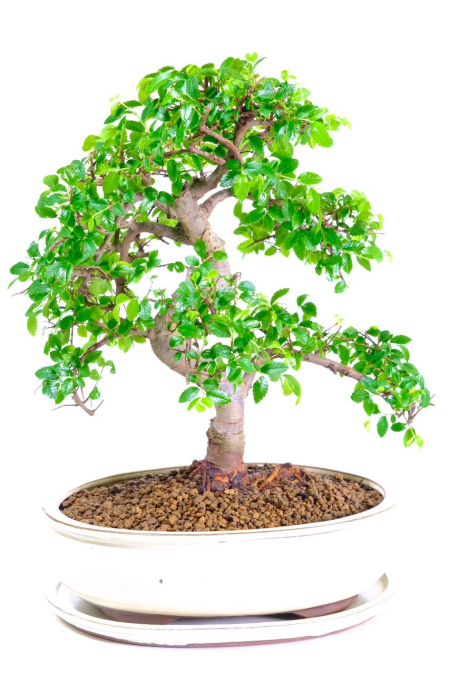 Stunning Chinese Elm bonsai tree