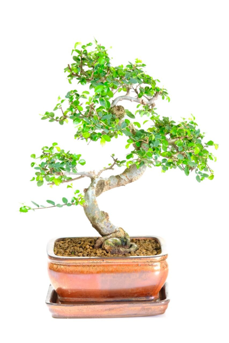 Incredibly-Styled Miniature Chinese Elm Bonsai - EXCELLENCE RANGE