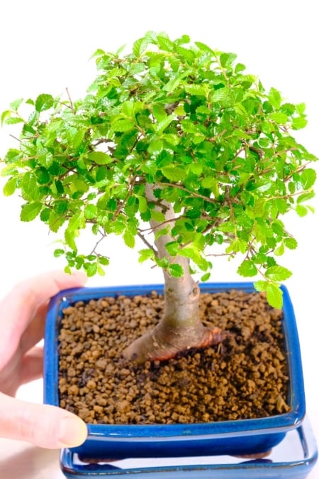 Excellent root flare