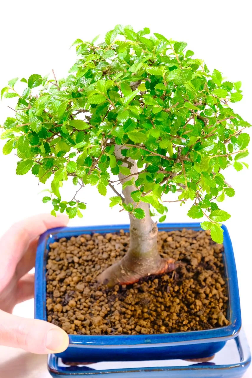 Excellent root flare