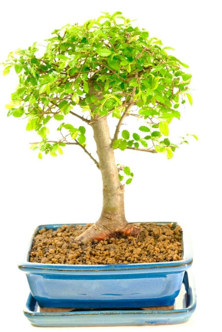 Pretty Beginners Chinese Elm indoor bonsai