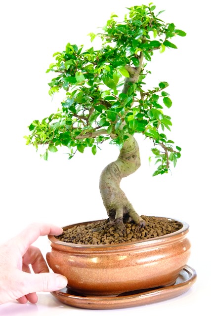 Stunning exemplary Chinese Elm bonsai for sale - striking styling