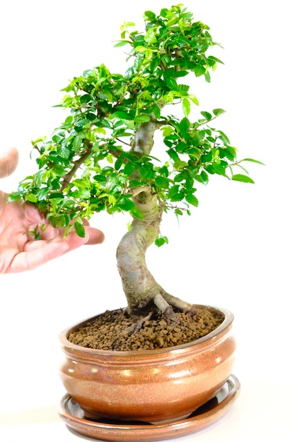 Power twisty beginners bonsai for sale in bronze pot