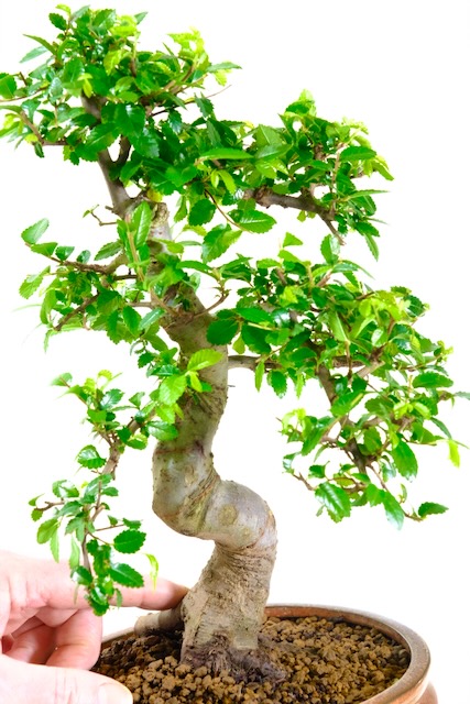 Powerful Chinese Elm Bonsai | Easy Care with Evergreen Leaves
