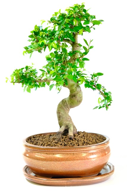 Shapely Chinese Elm - A Phenomenal Beginners Bonsai