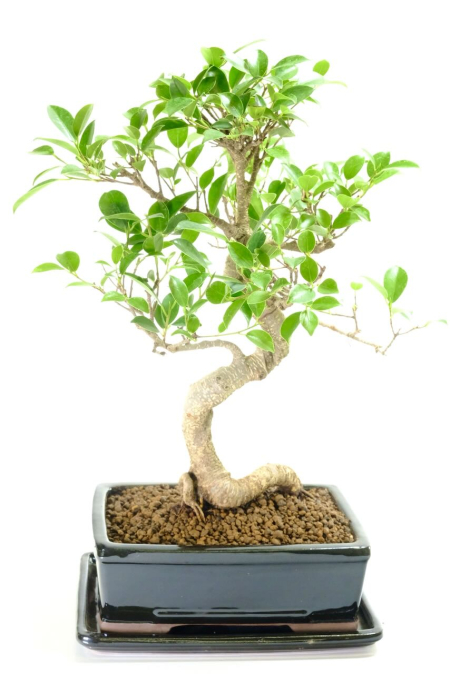 Beautiful indoor Ficus bonsai tree for sale UK | Ultimate beginners bonsai tree