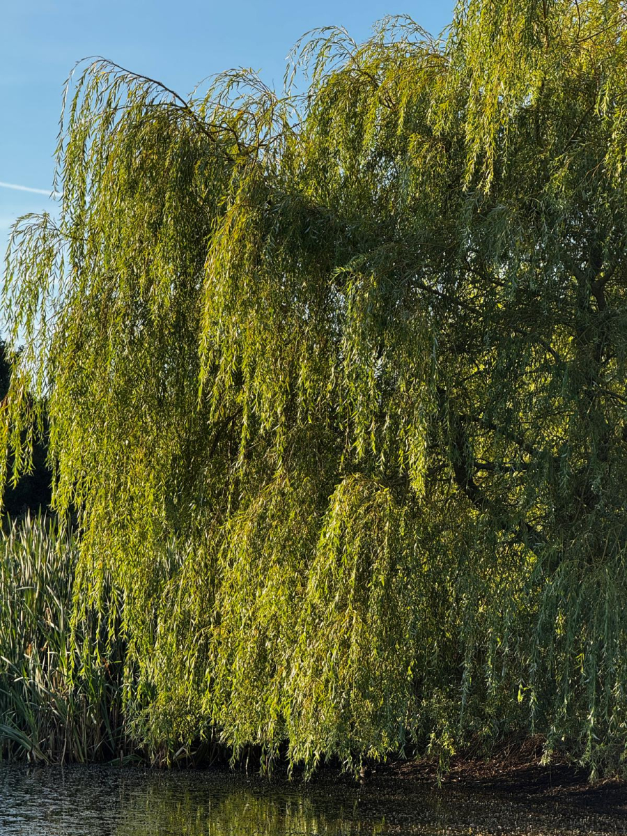 Weeping Willow