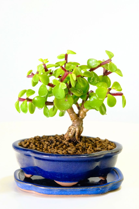 Adorable Money tree bonsai for sale