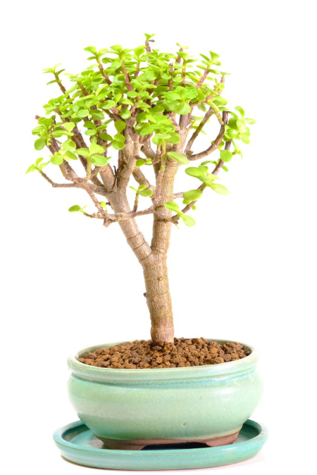 Adorable Dwarf Jade bonsai tree