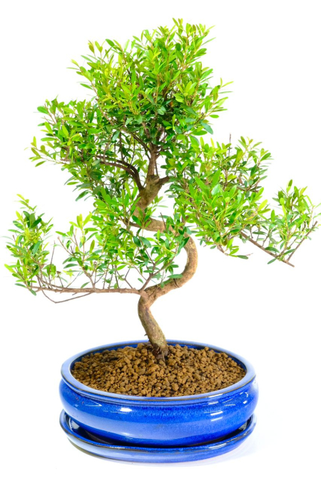 Twisty elegant indoor Roseapple bonsai tree
