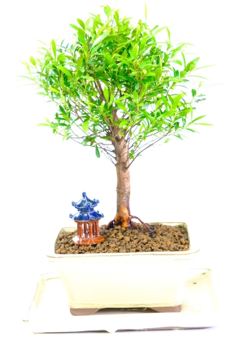Formal upright bonsai tree flowering myrtle