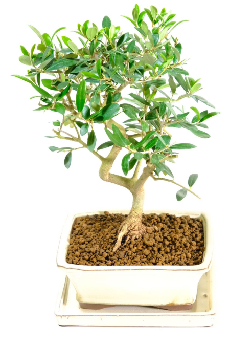 Artistic Olive bonsai tree